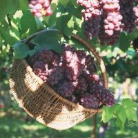 Las uvas son un excelente alimento