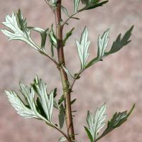 Plantas medicinales emenagogas - Artemisa