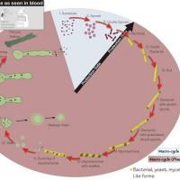 Ciclogenia bacteriana según Gaston Naessens