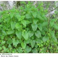 Plantas medicinales sedantes - Melisa