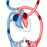 Funciones del sistema circulatorio