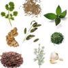 Listado de plantes medicinales en Medicina natural